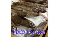 【保存料・リン酸塩&nbsp;不使用】エソ100％焼き抜き蒲鉾「萩かまぼこ」3本【化粧箱入】