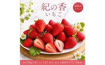 紀州和歌山ブランドいちご「紀の香」約250g×4P&nbsp;［UT143］