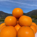 和歌山&nbsp;有田&nbsp;はっさく&nbsp;5kg