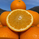 和歌山&nbsp;有田&nbsp;はっさく&nbsp;5kg