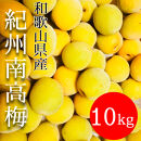 黄色～完熟梅&nbsp;南高梅&nbsp;10kg