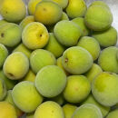 青梅&nbsp;南高梅&nbsp;1kg