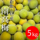 青梅&nbsp;南高梅&nbsp;5kg