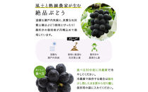 【定期便全3回】もも&nbsp;ぶどう&nbsp;晴れの国岡山フルーツ定期便（７月・８月・９月お届け）岡田青果