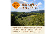 【柿専業の農家が作る】出雲産富有柿　2.5kg【11月下旬以降お届け】