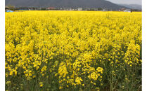 出雲の菜種油920ｇ×6本&nbsp;セット