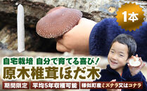【自宅栽培】自分で育てる喜び！原木椎茸ほだ木　1本