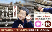 【自宅栽培】自分で育てる喜び！原木椎茸ほだ木　1本