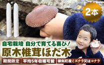 【自宅栽培】自分で育てる喜び！原木椎茸ほだ木　2本セット