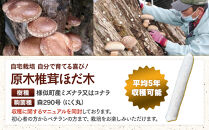 【自宅栽培】自分で育てる喜び！原木椎茸ほだ木　3本セット