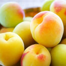 手もぎ&nbsp;完熟南高梅&nbsp;20kg&nbsp;大粒&nbsp;3Lサイズ以上&nbsp;谷本農園