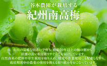 手もぎ&nbsp;完熟南高梅&nbsp;5kg&nbsp;L～2Lサイズ&nbsp;谷本農園