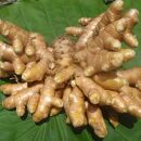 【数量限定】屋久島産&nbsp;春ウコン粉末&nbsp;島黄金（しまこがね）