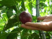 【数量限定】南国の味「10％パッションフルーツ果汁入り飲料」30本入り