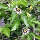 【数量限定】南国の味「10％パッションフルーツ果汁入り飲料」30本入り