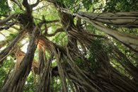 屋久島プライベート＆カスタマイズツアー