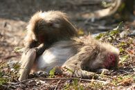 屋久島プライベート＆カスタマイズツアー