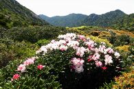 屋久島プライベート＆カスタマイズツアー