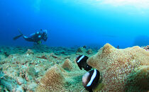 体験ダイビング(１ダイブロングタイム）