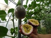 【数量限定】南国の味「10％パッションフルーツ果汁入り飲料」12本入り