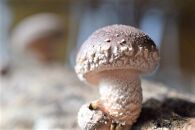 希少・原木栽培！屋久島産・新鮮採りたて生椎茸&nbsp;1kg&nbsp;(200g×5袋)