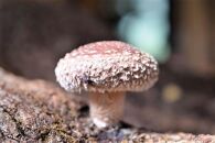 希少・原木栽培！屋久島産・新鮮採りたて生椎茸&nbsp;1kg&nbsp;(200g×5袋)