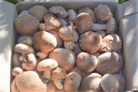 希少・原木栽培！屋久島産・新鮮採りたて生椎茸&nbsp;1kg&nbsp;(200g×5袋)