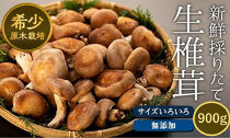 希少・原木栽培！屋久島産・新鮮採りたて生椎茸　900g（180g×5袋）