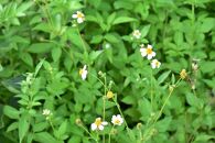 【2026年春採れ先行予約】屋久島産純粋はちみつ&nbsp;1kg&nbsp;2本詰め&nbsp;計2kg