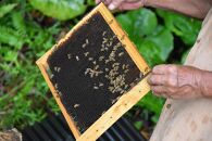 【2026年春採れ先行予約】屋久島産純粋はちみつ&nbsp;1kg&nbsp;2本詰め&nbsp;計2kg