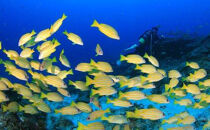 スノーケリング