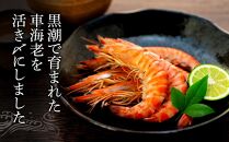 活き〆冷凍&nbsp;車海老&nbsp;Mサイズ&nbsp;300g&nbsp;&nbsp;鹿児島県産&nbsp;(養殖)【車海老&nbsp;海老&nbsp;エビ&nbsp;エビフライ&nbsp;エビチリ&nbsp;魚介類&nbsp;冷凍&nbsp;人気&nbsp;おすすめ&nbsp;お取り寄せ&nbsp;鹿児島県&nbsp;屋久島町&nbsp;&nbsp;J001】