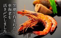 鹿児島県産&nbsp;活き〆冷凍&nbsp;車海老（養殖）Mサイズ計600g（300g&nbsp;17～20尾×2パック）セット
