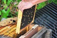 【2026年春採れ先行予約】屋久島産純粋はちみつ&nbsp;600g&nbsp;2本詰め&nbsp;計1.2kg