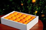 ＜先行予約／数量限定＞【市橋農園】屋久島産たんかん&nbsp;3キロ箱（秀品／贈答用としても)