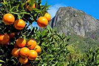 【屋久島特産”たんかん”の果汁100％】屋久膳たんかん果汁&nbsp;180ml×12本【ジュース&nbsp;100%ジュース&nbsp;たんかんジュース&nbsp;フルーツジュース&nbsp;飲料&nbsp;飲み物&nbsp;飲料&nbsp;たんかん&nbsp;柑橘&nbsp;かんきつ&nbsp;果物&nbsp;フルーツ&nbsp;お取り寄せ&nbsp;人気&nbsp;おすすめ&nbsp;鹿児島県&nbsp;屋久島町&nbsp;YB01】