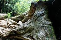 屋久杉Initialイニシャルキーホルダー　”T”