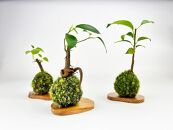 ガジュマルの苔玉(苔玉用屋久杉皿付き)