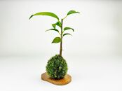 ガジュマルの苔玉(苔玉用屋久杉皿付き)