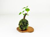 ガジュマルの苔玉(苔玉用屋久杉皿付き)