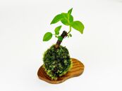 ガジュマルの苔玉(苔玉用屋久杉皿付き)