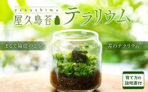 屋久島苔テラリウム