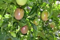 【2026年発送先行受付】絶品パッションフルーツL玉(16玉)“屋久島の恵み”と“愛情”込めて！【パッションフルーツ&nbsp;パッション&nbsp;フルーツ&nbsp;果物&nbsp;くだもの&nbsp;お取り寄せ&nbsp;期間限定&nbsp;数量限定&nbsp;人気&nbsp;おすすめ&nbsp;鹿児島県&nbsp;屋久島町&nbsp;NP17】