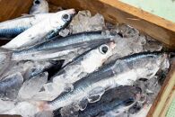 飛魚開き塩干&nbsp;7尾【生産者直営！！屋久島の港町から安永丸がお届け】