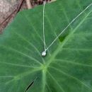 雨上がり&nbsp;ー雫ー（ネックレス）【受注制作】