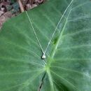 雨上がり&nbsp;ー雫ー（ネックレス）【受注制作】