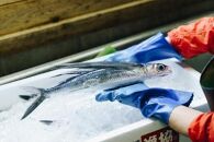 とびっきり、とび飯。【屋久島トビウオ漬け丼の素】10食セット