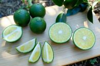 ＜100％屋久島産の柑橘調味料＞青切り塩たんかん&nbsp;2個