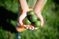 ＜100％屋久島産の柑橘調味料＞青切り塩たんかん&nbsp;2個