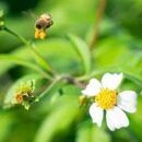 【ギフト用オリジナル保冷バッグ付き】【数量限定】屋久島はちみつ冷凍プリン6個セット